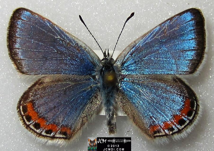 Plebejus acmon (Acmon Blue Butterfly) image